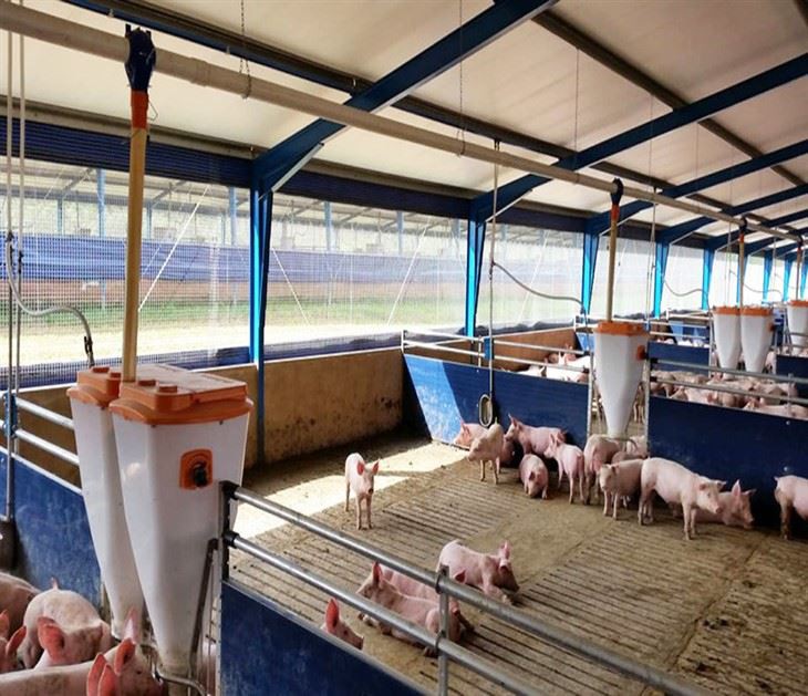 Steel Structure Pig Houses
